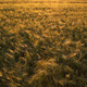 Grain Field - VideoHive Item for Sale