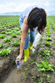Woman mesures irrigation water with digital PH meter in watering - PhotoDune Item for Sale