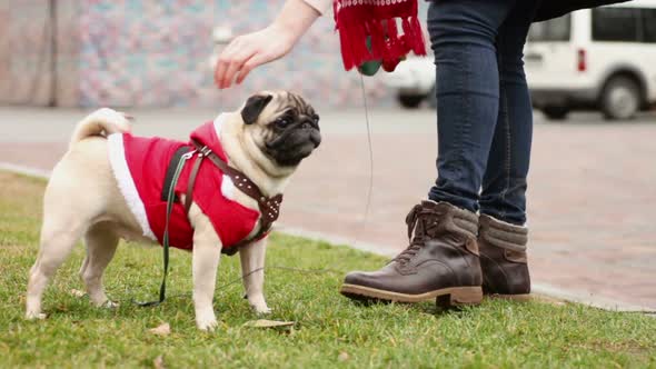 Woman Letting Dog Off Leash, Funny Pug Wearing Santa Costume, Christmas Spirit