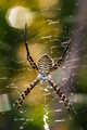 Spider, Argiope bruennichi - PhotoDune Item for Sale