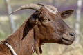 Brown goat - PhotoDune Item for Sale
