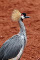 Beautiful grey crowned Common crane (Grus Grus) - PhotoDune Item for Sale
