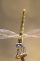 Dragonfly ( sympetrum sp ) - PhotoDune Item for Sale