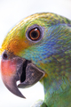 Blue cheeked amazon Parrot Amazona dufresniana - PhotoDune Item for Sale