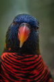 Coconut lorikeet Bird Close-up  Trichoglossus haematodus - PhotoDune Item for Sale