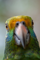 Blue cheeked amazon Parrot Amazona dufresniana - PhotoDune Item for Sale