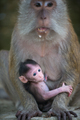 Crab eating macaque, Macaca fascicularis Mother and a baby - PhotoDune Item for Sale