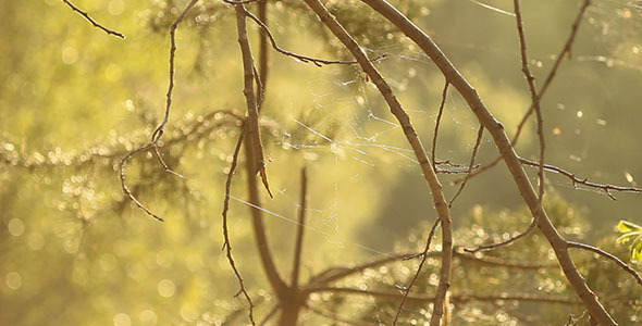 Spider Web On A Tree