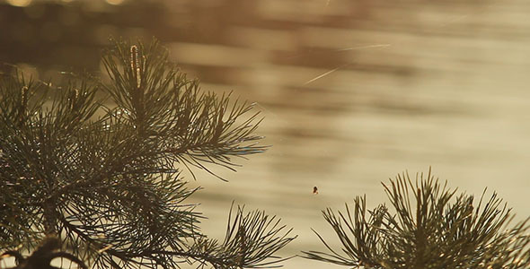 Pine Branches With Spider And River
