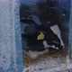 Cute Calf in Plastic Shed - VideoHive Item for Sale
