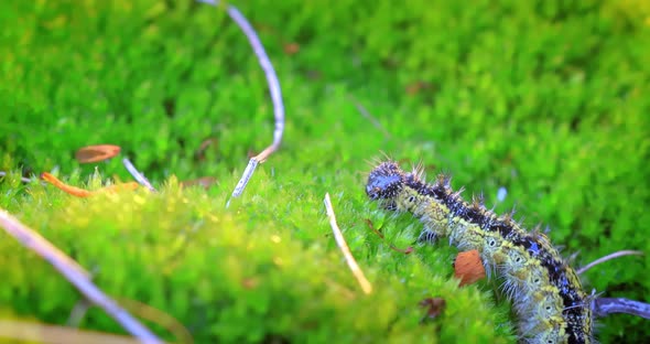 Small Tortoiseshell Aglais Urticae Caterpillar