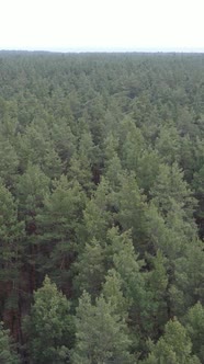 Vertical Video of the Pine Forest in the Afternoon