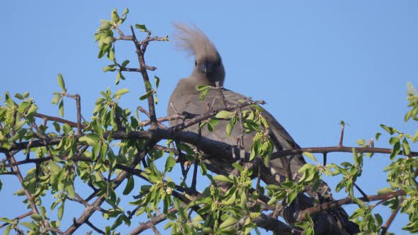 Grey go-away-bird in a tree at Naye-Naye Concession Area in Namibia