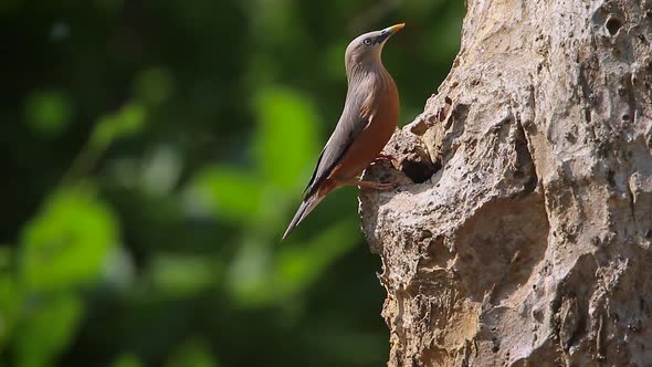 Chestnut-tailed starling in Bardia national park, Nepal