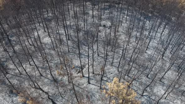 Dried Trees that Turned to Ash the Day After the Forest Fire