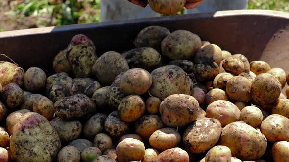 People Harvest Potatoes in the Garden
