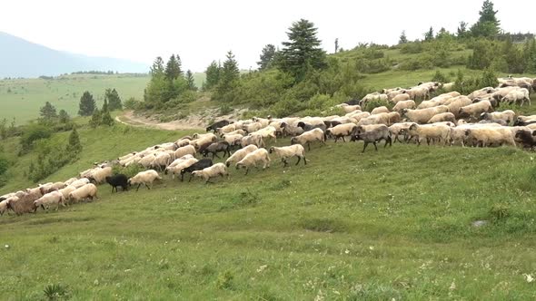 Sheep Mountains