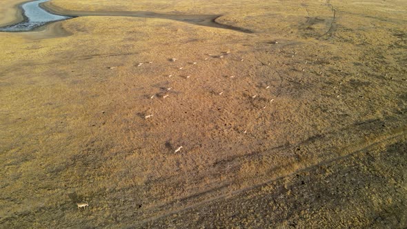 Wild Saiga Antelope Running. Herd of Antelope Running on Steppes To River.  Hdr Slow Motion