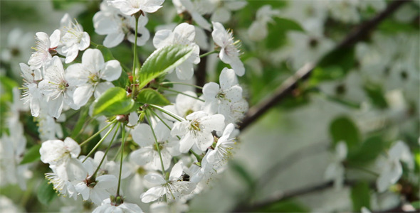 Cherry Blossom