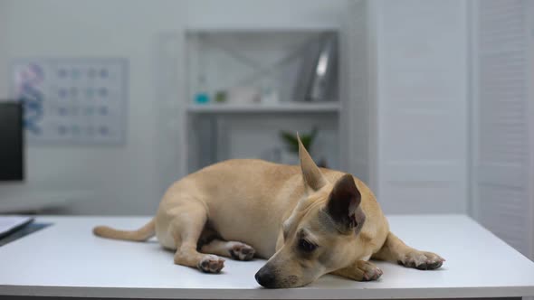 Sad Homeless Dog Lying on Table at Animal Shelter Clinic, Pet Examination, Help