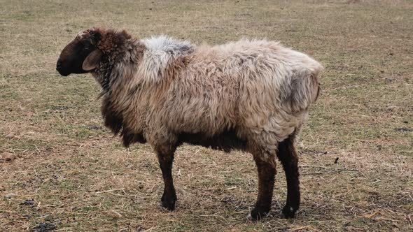 Herd of Fattailed Sheep in the Zoo