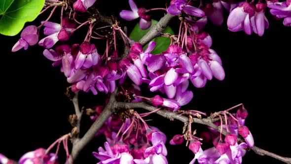 Purple Redbud Tree Flowers Blooming Branch in Time Lapse on a Black Background