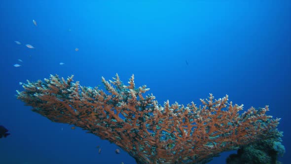 Tropical Table Coral and Fish