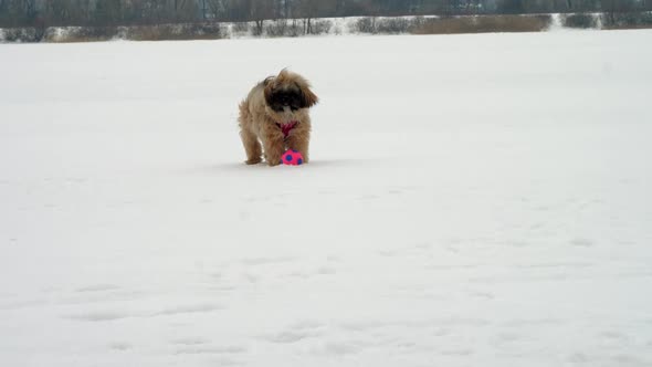 Brown Funny Shihtzu Dog with Purple Collar Plays with Ball