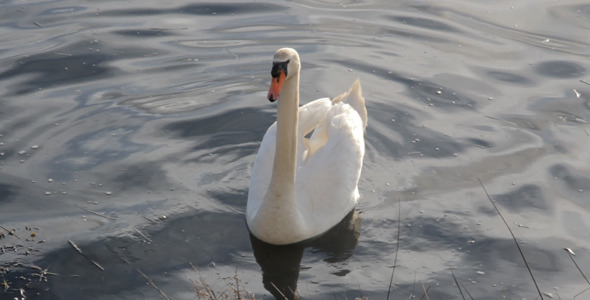 White Swan On A Bay alt