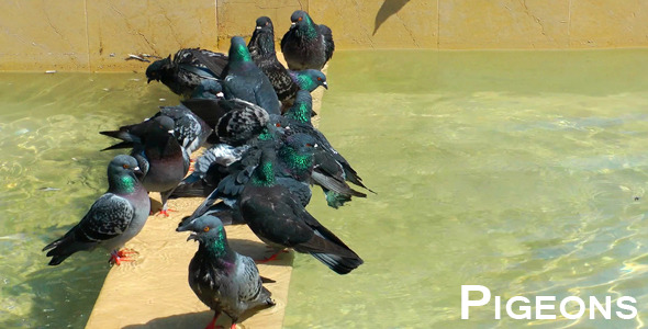 Pigeons 6