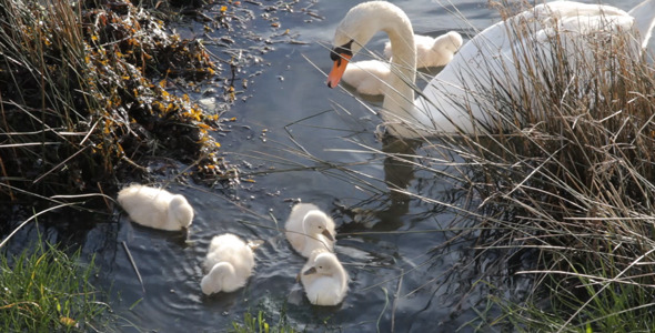 Swan With Chicks 01 alt