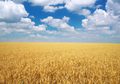 Meadow of wheat. - PhotoDune Item for Sale