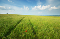 Spring meadow - PhotoDune Item for Sale