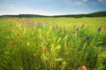 Spring flower meadow - PhotoDune Item for Sale