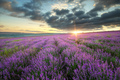 Meadow of lavender. - PhotoDune Item for Sale