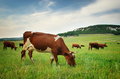 Cow in meadow. - PhotoDune Item for Sale