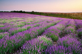 Meadow of lavender. - PhotoDune Item for Sale