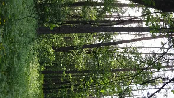 Vertical Video of a Forest with Pine Trees