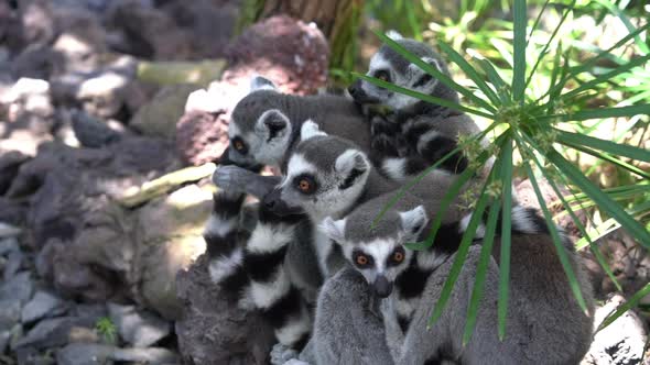 Ring-Tailed Lemurs Huddled Together