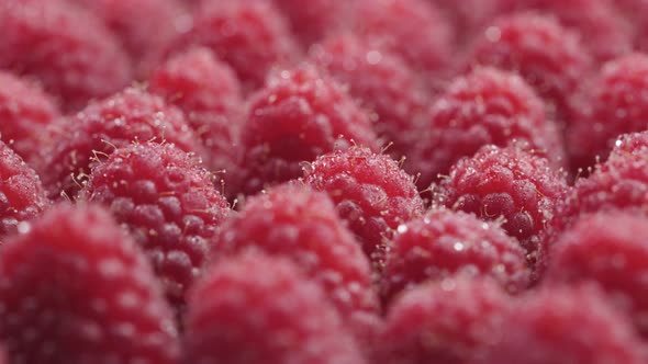 Close Up the Rotation Raspberries with Dew Drops