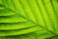Leaf macro - PhotoDune Item for Sale