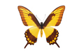Isolated butterfly - PhotoDune Item for Sale