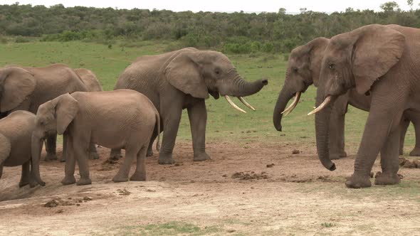 African elephant (Loxodonta africana) herd at a waterhole, two young males playfighting, Addo Elepha