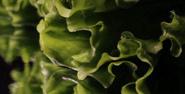 Fresh Green Salad In Macro