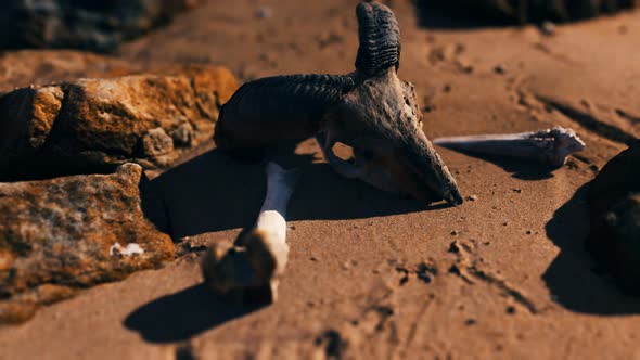 Ram Skull at Sand Beach