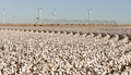 Texas Cotton Filed Textile Agriculture Green Energy Wind Turbines - PhotoDune Item for Sale