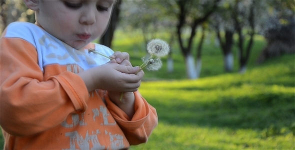 Boy And Dandelions 1