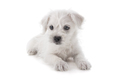 Maltese Westie puppy dog isolated on white background - PhotoDune Item for Sale