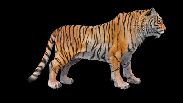 Tiger Idle 8 alt