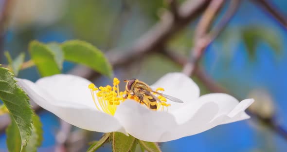 Hoverflies Flower Flies or Syrphid Flies Insect Family Syrphidae